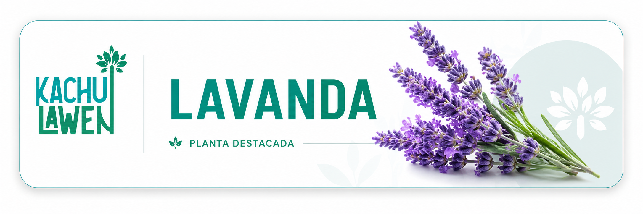 lavanda